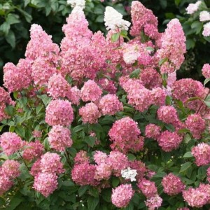 Hortensja bukietowa Pink Lady 1 szt. doniczka P9