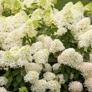 Hortensja bukietowa Skyfall 1 szt. doniczka P9