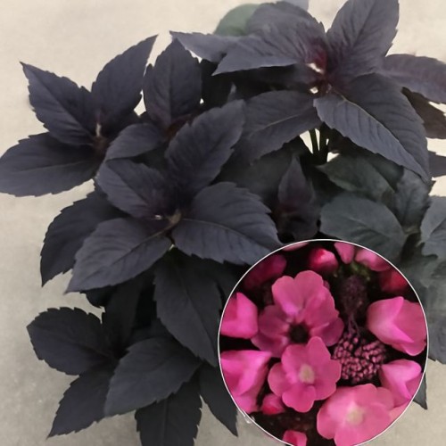 Hortensja piłkowana Daredevil 1 szt. doniczka P9