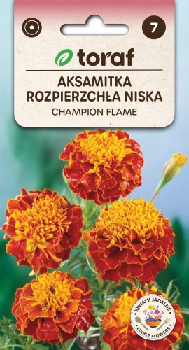 Aksamitka niska Champion Flame nasiona 0,5g  / T /