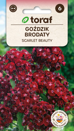 Goździk brodaty Scarlet Beauty 0,5g  / T /