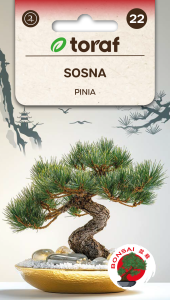 Sosna pinia 10 szt.   / T /