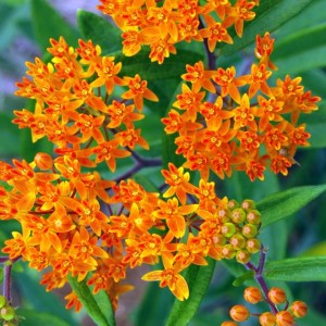 Asclepias Trojeść bulwiasta 1 szt. doniczka P9