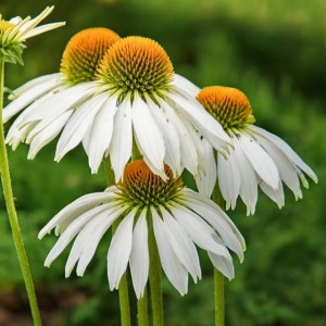 Jeżówka purpurowa White Swan 1 szt. doniczka P9