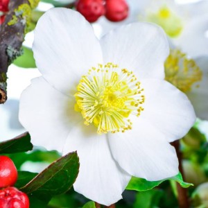 Helleborus niger Ciemiernik biały 1 szt. doniczka P9