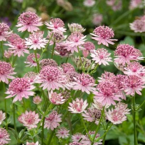 Astrantia major Jarzmianka Roma  1 szt. doniczka P9
