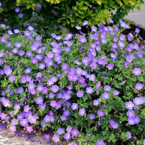 Bodziszek mieszańcowy Rozanne 1 szt. doniczka P9