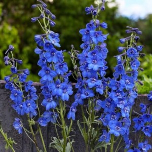 Delphinium Ostróżka Blue Bird 1 szt. doniczka P9