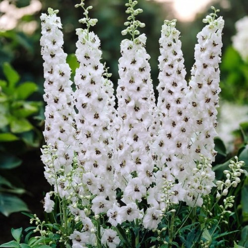 Delphinium Ostróżka Galahad 1 szt. doniczka P9