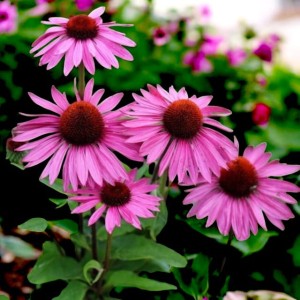 Jeżówka purpurowa Rubinstern 1 szt. doniczka P9