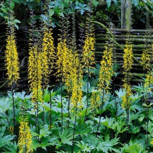 Języczka Przewalskiego 1 szt. doniczka P9