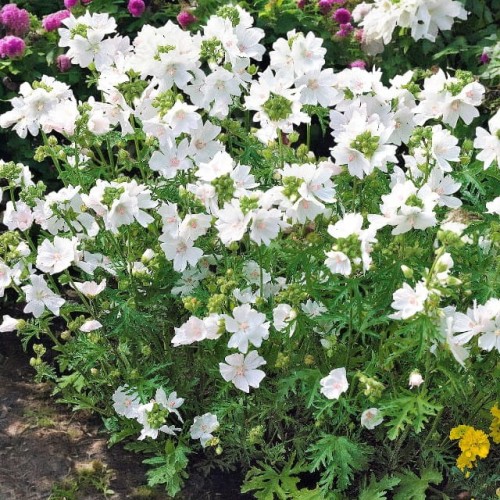 Malva moschata Ślaz piżmowy Alba 1 szt. doniczka P9