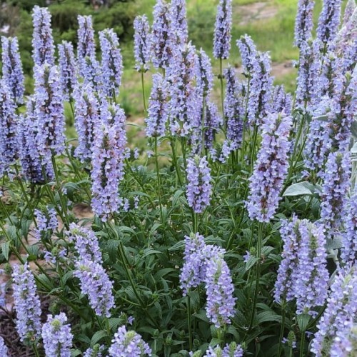 Nepeta Kocimiętka Blue Moon 1 szt. doniczka P9