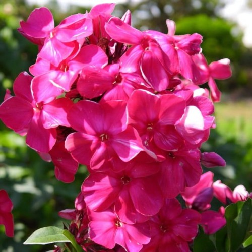 Phlox Płomyk wiechowaty Tenor 1 szt. doniczka P9