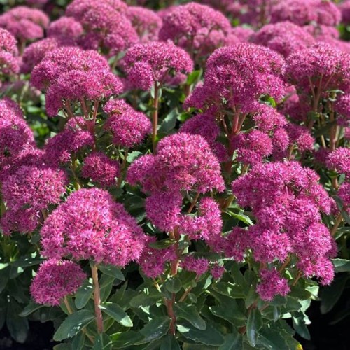 Sedum Rozchodnik okazały Carl 1 szt. doniczka P9