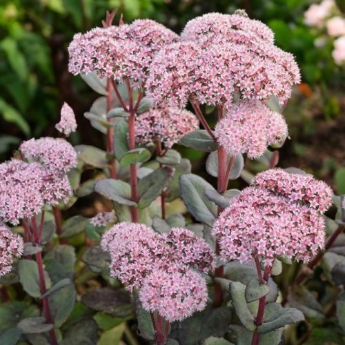 Sedum Rozchodnik karpacki Matrona 1 szt. doniczka P9