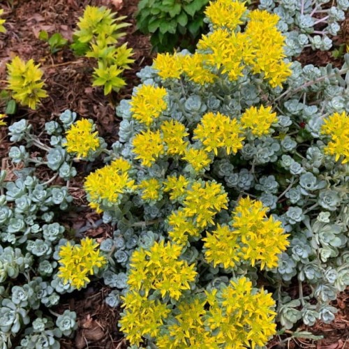 Sedum Rozchodnik Cape Blanco 1 szt. doniczka P9