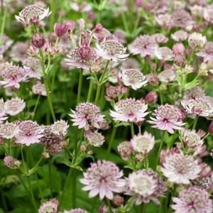 Astrantia major Jarzmianka 1 szt. doniczka P9
