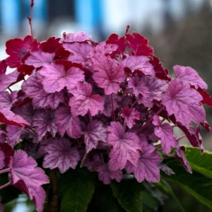 Heuchera Żurawka Wild Rose 1 szt. doniczka P9