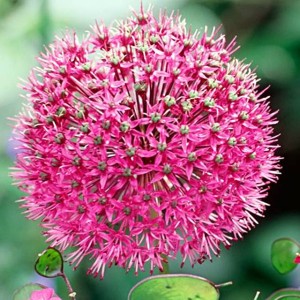 Allium Czosnek polski Stipitatum 1 szt. 14/16
