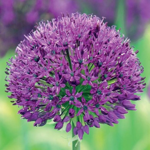 Allium Czosnek polski Purple Sensation 3 szt. 12/14
