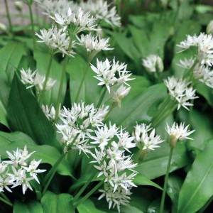 Allium ursinum Czosnek polski niedźwiedzi 1 szt.
