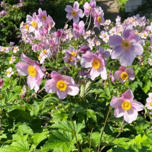 Anemon Zawilec Robustissima 1 szt. doniczka P11