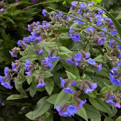 Miodunka wąskolistna Blue Ensign 1 szt. doniczka C2