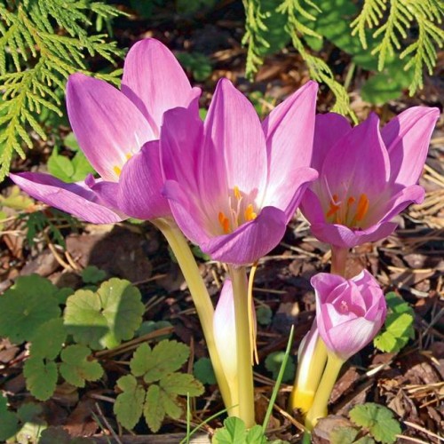 Colchicum Zimowit bizantyjski polski Giant 1 szt. 16/18