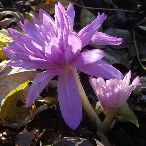 Colchicum Zimowit jesienny polski Pleniflorum 1 szt. 16/18
