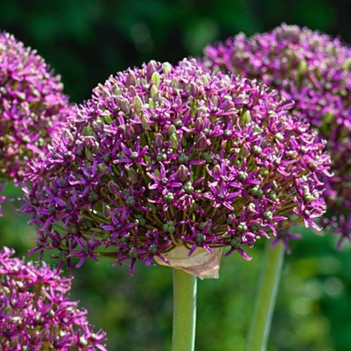 Allium Czosnek polski Magic 1 szt. 12/14