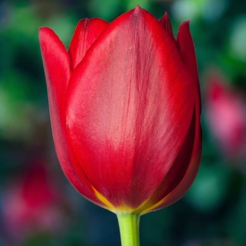 Tulipan pojedynczy późny Kingsblood 5 szt. 9/10