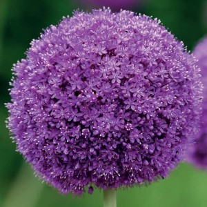 Allium Giganteum Czosnek polski olbrzymi 1 szt. 22/24