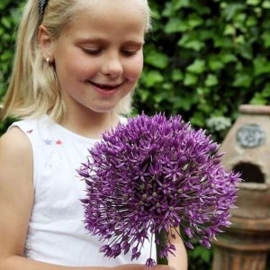 Allium Czosnek polski Jackpot 1 szt. 20/22