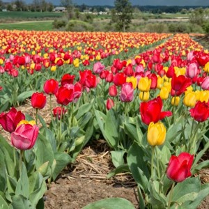 Tulipany MIX - Różowy Czerwony Żółty 11/12 50 szt.