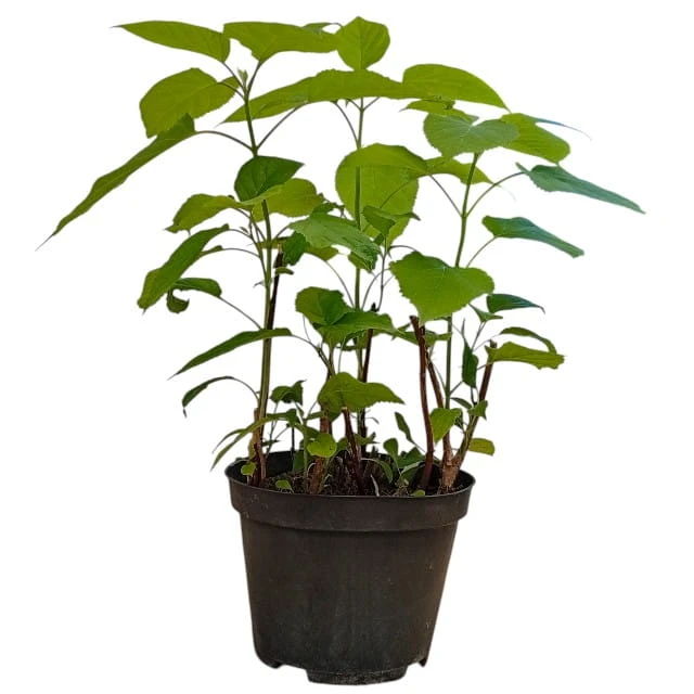 white-Photoroom.jpg
