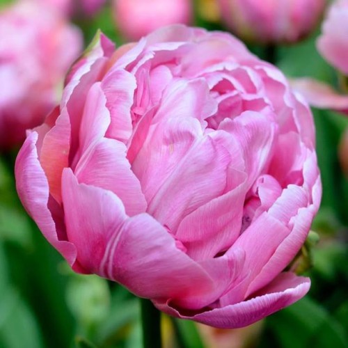 Tulipan pełny Amazing Grace 5 szt.