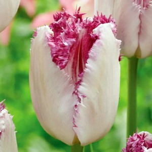 Tulipan strzępiasty Eyelash 5 szt.