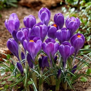 Krokus wiosenny Blue Ocean 10 szt.