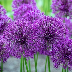 Allium Czosnek Purple Rain 5 szt.