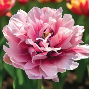 Tulipan pełny Love Whisper 5 szt.