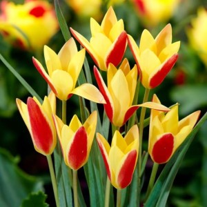 Tulipan clusiana chrysantha Tubergen's Gem 5 szt.