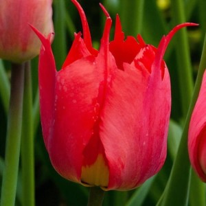 Tulipan Darwina Robbedoes 5 szt.
