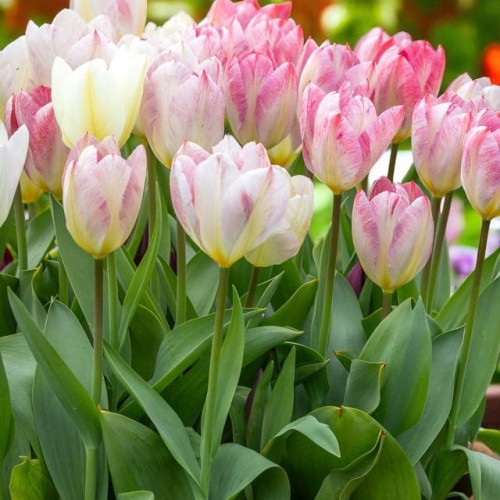Tulipan Fostera niski Flaming Purissima 5 szt.