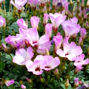 Oxalis Adenophylla Szczawik Chilijski 5 szt.