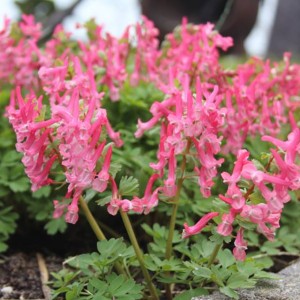 Kokorycz Corydalis solida Beth Evans 5 szt.