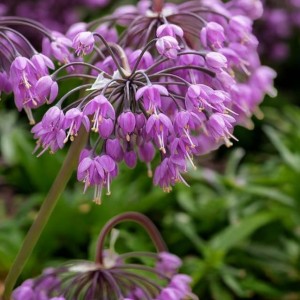 Allium Czosnek Cernuum 1 szt.