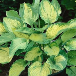 Hosta Funkia Sharmon 1 szt.