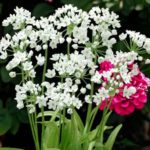 Allium Czosnek Cowanii 10 szt.