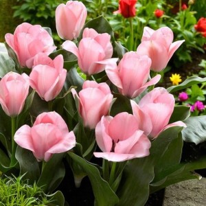 Tulipan Fostera Sweet Sixteen 5 szt.